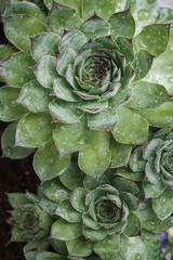 Fototapeta premium Houseleek, close-up of green pointed leaves covered with dew