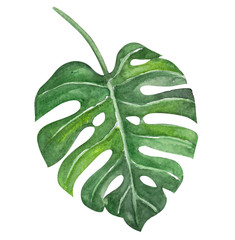Green monstera tropical leaves watercolor illustration, isolated on white background - obrazy, fototapety, plakaty
