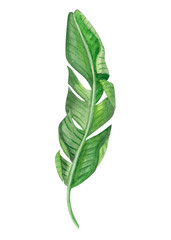 Set of Tropical banana green leaves watercolor illustration