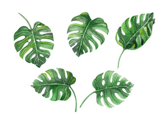 Set of Green monstera tropical leaves watercolor illustration, isolated on white background - obrazy, fototapety, plakaty