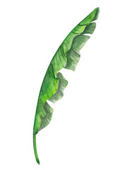 Obraz premium Tropical banana green leaves watercolor illustration