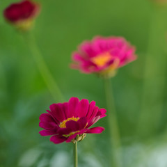 Summer colorful daisy flowers on green meadow.