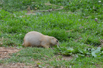Prairie dog in the grass