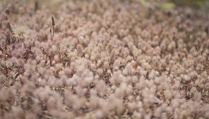Flora of Gran Canaria - Trifolium arvense