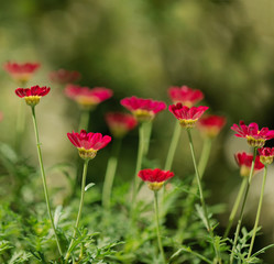 Summer colorful daisy flowers on green meadow.