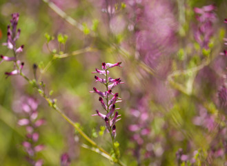 Flora of Gran Canaria -  Fumaria flowers