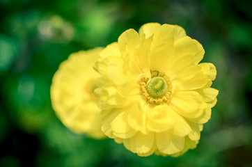 Beautiful Yellow Ranunculus asiaticus Flower in Spring with soft bokeh