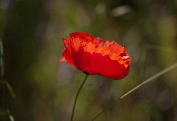 Flora of Gran Canaria -  red poppy