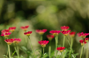 Summer colorful daisy flowers on green meadow.