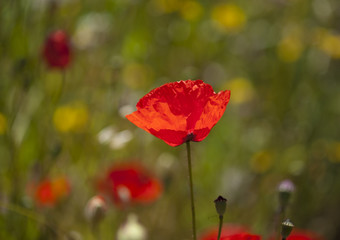 Flora of Gran Canaria -  red poppy