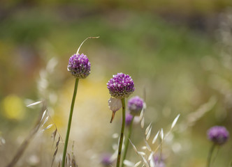Flora of Gran Canaria -  Allium ampeloprasum