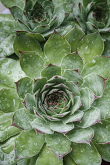 Houseleek, close-up of green pointed leaves covered with dew