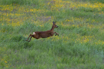Roe deer, capreolus capreolus, in a filed full of yellow flowers, standing and running, cairngorms national park, scotland.
