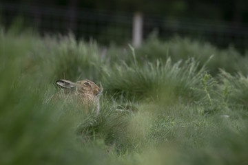 Brown Hare, lepus europaeus, sitting, in long grass trying to hide in a field during summer in the cairngorms national park.
