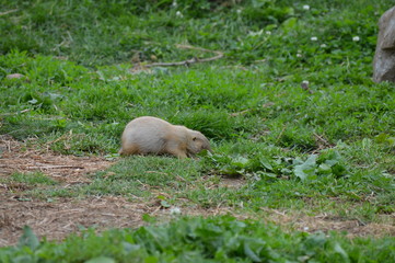 Prairie dog in the grass