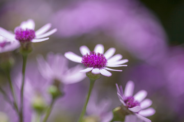 Fototapeta premium Flora of Gran Canaria - Pericallis webbii