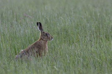Brown Hare, lepus europaeus, sitting, in long grass trying to hide in a field during summer in the cairngorms national park.