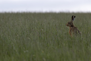Obraz na płótnie Canvas Brown Hare, lepus europaeus, sitting, in long grass trying to hide in a field during summer in the cairngorms national park.