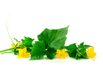 Green sprout of cucumber with flowers on a white background.
