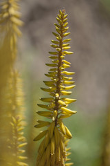 Aloe vera inflorescence