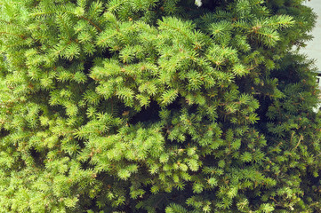 fir tree background