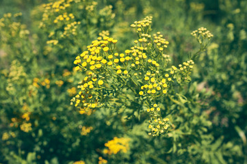 officinalis yellow flowers immortelle
