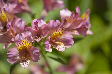 floral background of Alstroemeria