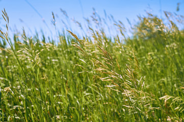 Fresh green grass close-up.
