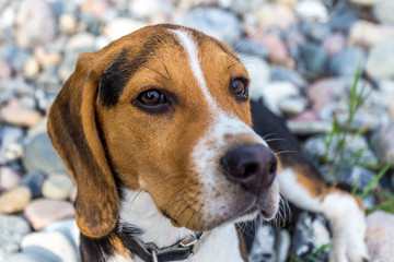 Beagle