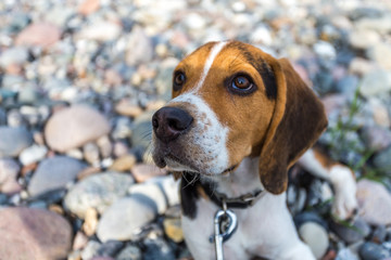 Beagle