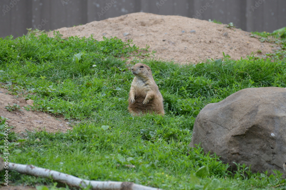 Poster Prairie dog in the grass