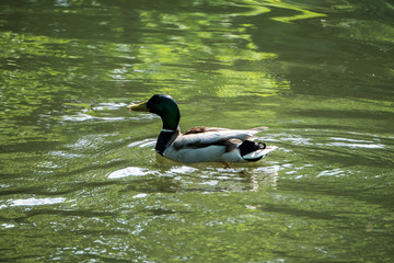 Ducks Pond