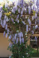 Tree of Wisteria in the garden of a farm in the South of Italy