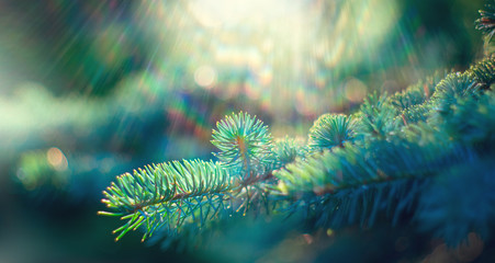 Blue spruce growing in summer garden. Pine outdoors, conifer needles close-up, nature. Sun flares