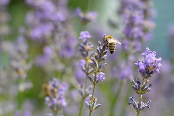 The bee pollinates the lavender flowers. Plant decay with insects.