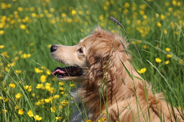 Portrait in sideview of a golden retriever mix  between yellow flowers in the meadow.