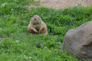 Prairie dog in the grass