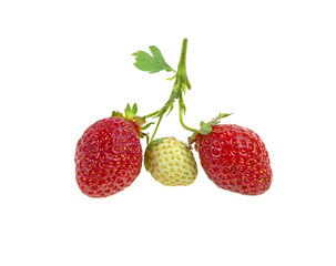 strawberry on a branch on a white background