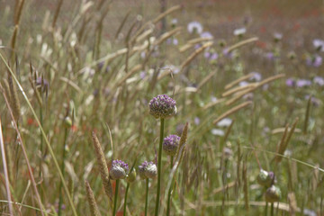 Flora of Gran Canaria -  Allium ampeloprasum