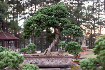 Bonsai tree in the garden