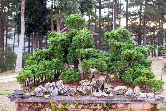 Bonsai tree in the garden