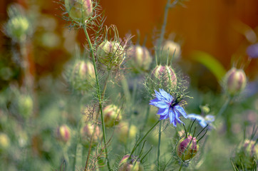 Nigella damascena flowering plant with different shades of blue flowers in flowerbed
