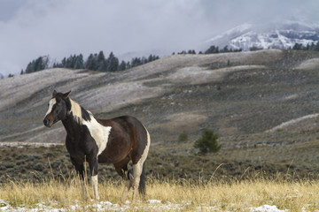 pinto ranch horse standing in grassy pasture with snow; Wyoming mountains