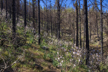 Obraz premium Gran Canaria, June