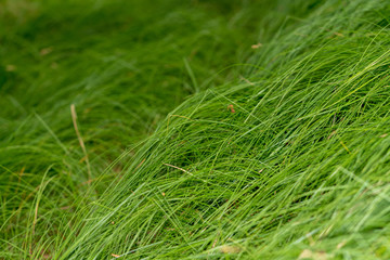 Gras Textur