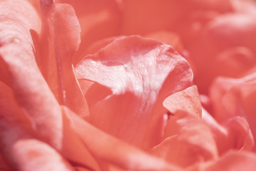 Blurred delicate ranunculus petals, unfocused abstract rose flower background, pastel and soft floral card