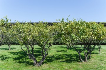 Fototapeta na wymiar The lemon garden on a farm in italy