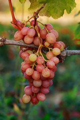 bunch of ripe grapes