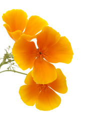 Fototapeta premium Flora Gran Canarii - California poppy