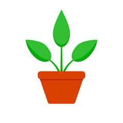 Home plant with green leaf